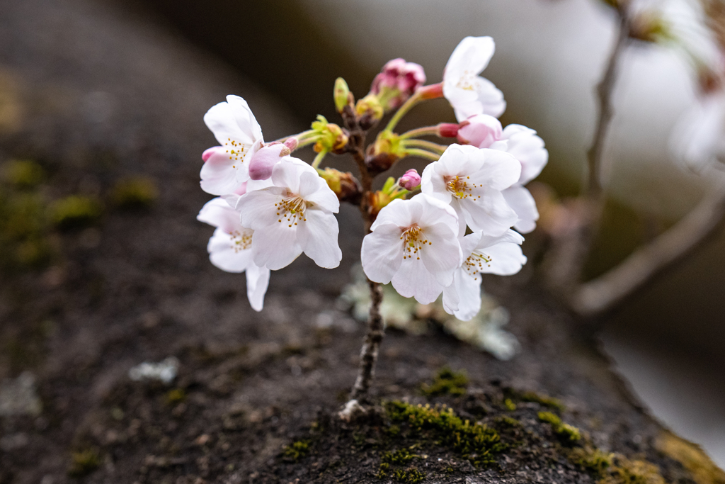 今日の桜