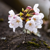 今日の桜