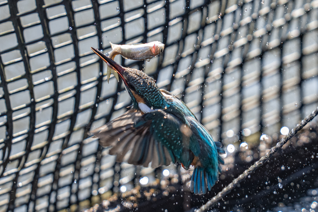今日のカワセミ