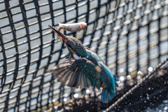 今日のカワセミ