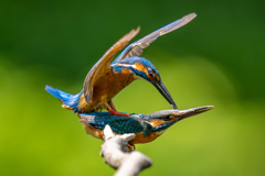 カワセミの生活