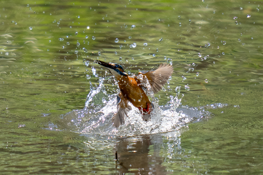 ちょっと水浴び