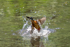 ちょっと水浴び