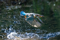 今日のカワセミ