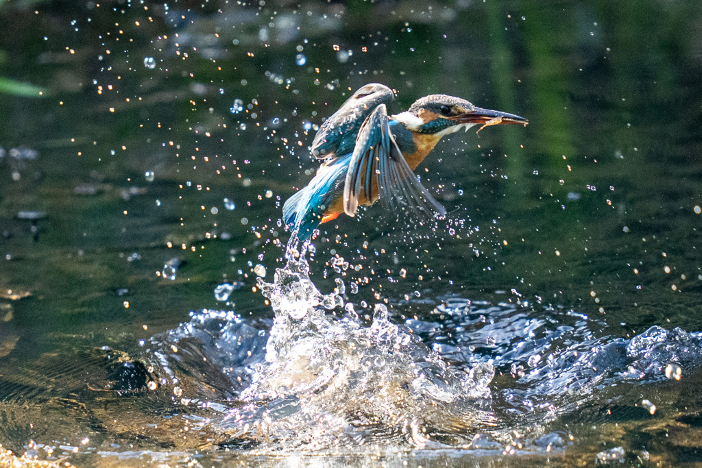 今日のカワセミ