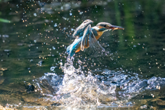 今日のカワセミ