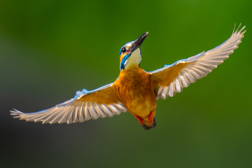 カワセミの生活