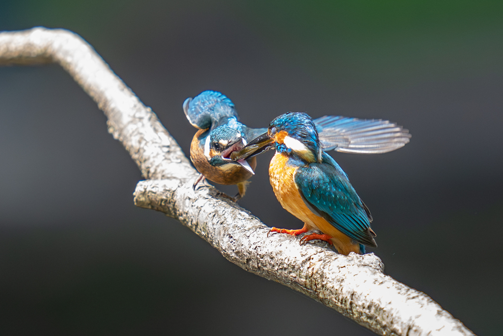 カワセミの生活