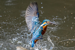 今日のカワセミ