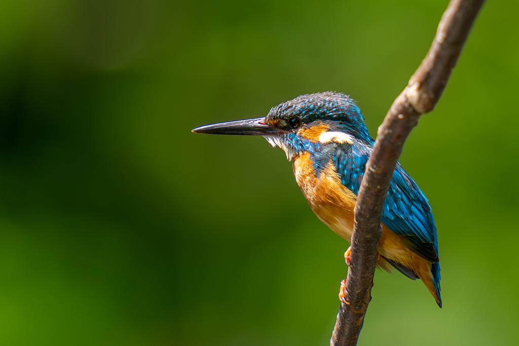 カワセミの生活