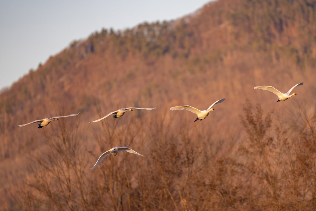 夕陽のコハクチョウ
