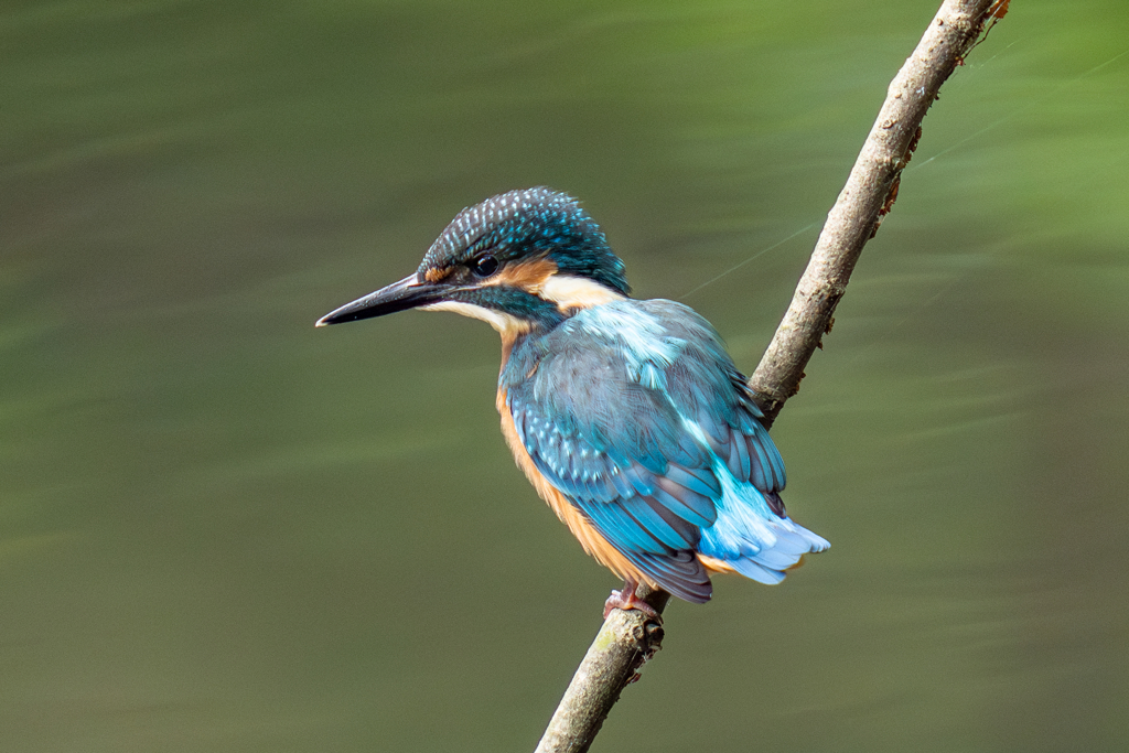 カワセミの生活
