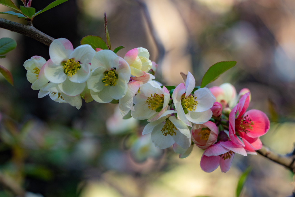 白・ピンク・赤