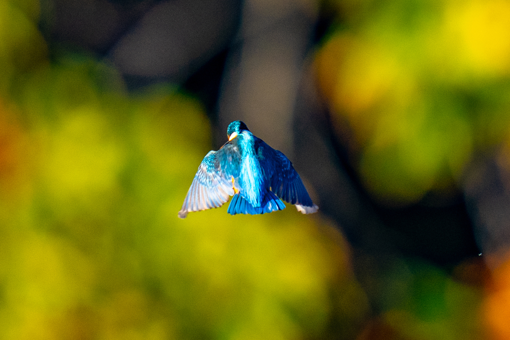 紅葉ホバ・青面・参ノ型
