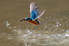今日のカワセミ