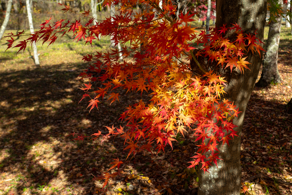 今日の紅葉