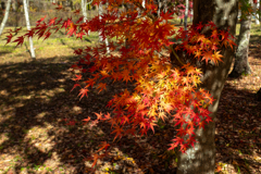 今日の紅葉