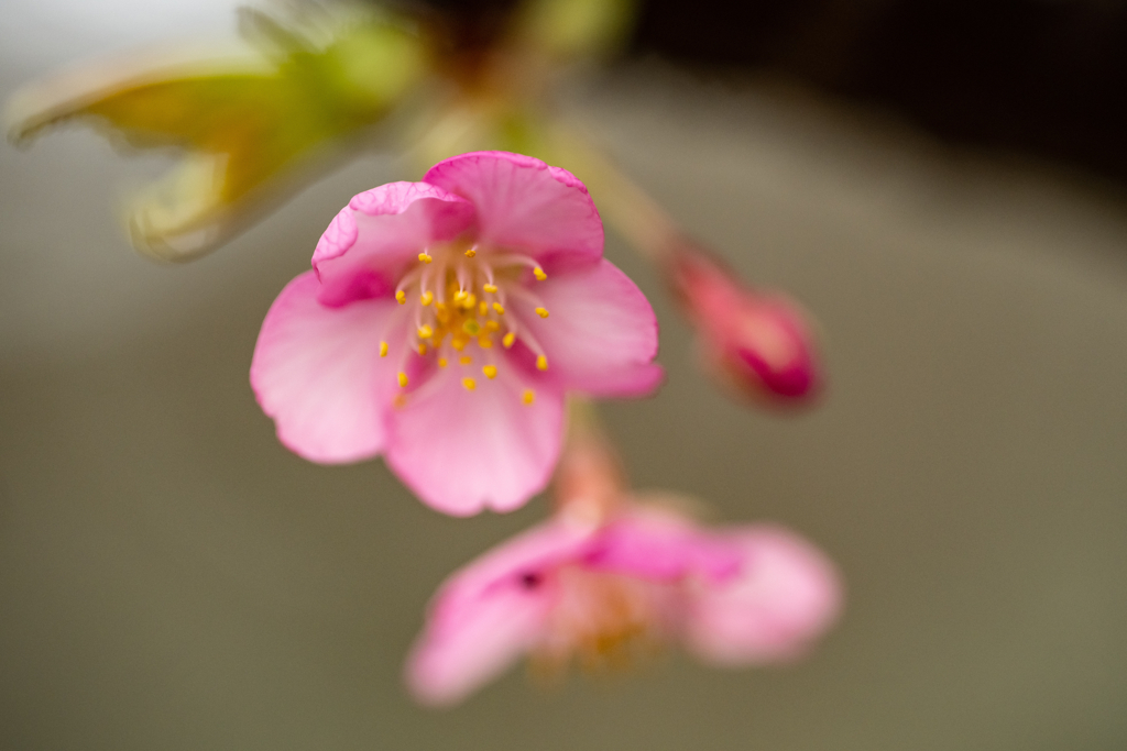 野草の時間