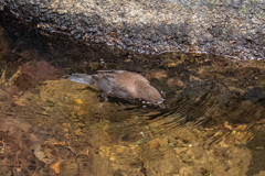 春のカワガラス