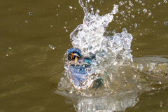 昨日のカワセミ