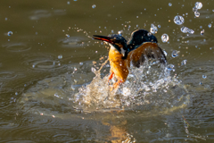 今日のカワセミ