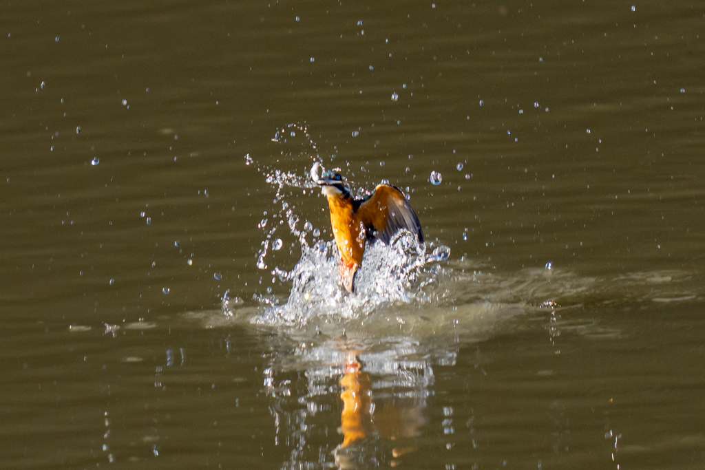 一昨日のカワセミ