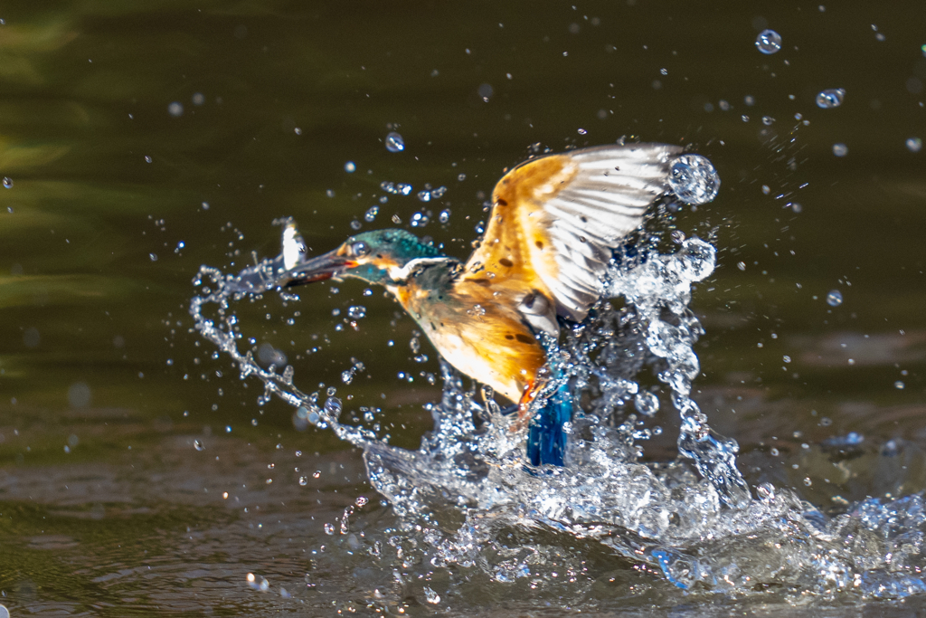 アウェーな池のカワセミ