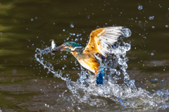 アウェーな池のカワセミ