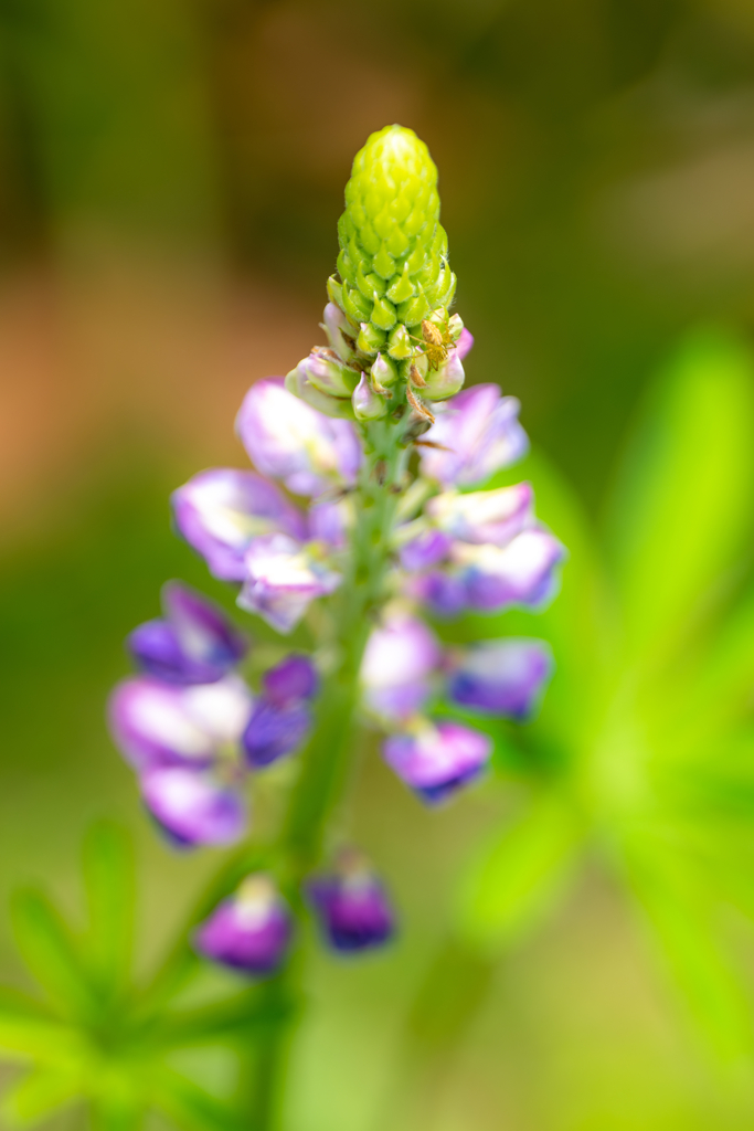 野草の時間