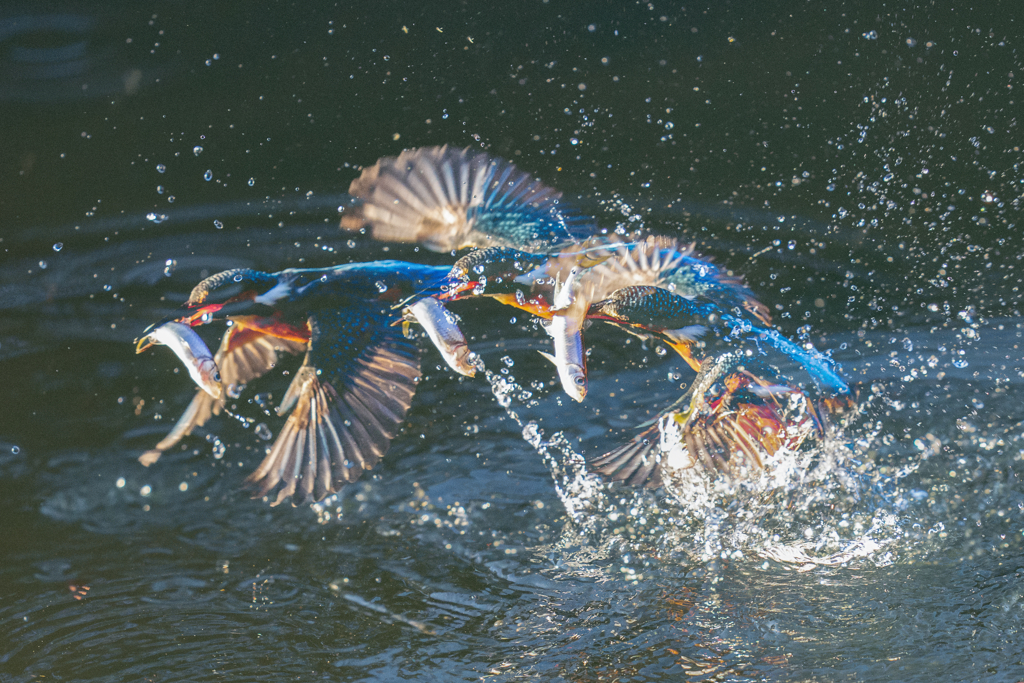 比較明合成カワセミ