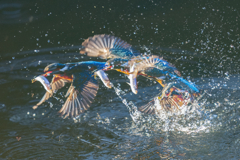 比較明合成カワセミ