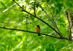 野鳥の時間