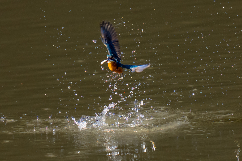 一昨日のカワセミ