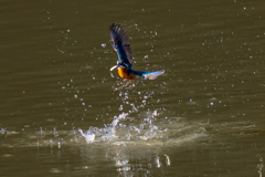 一昨日のカワセミ