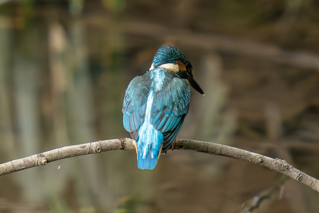 カワセミの生活
