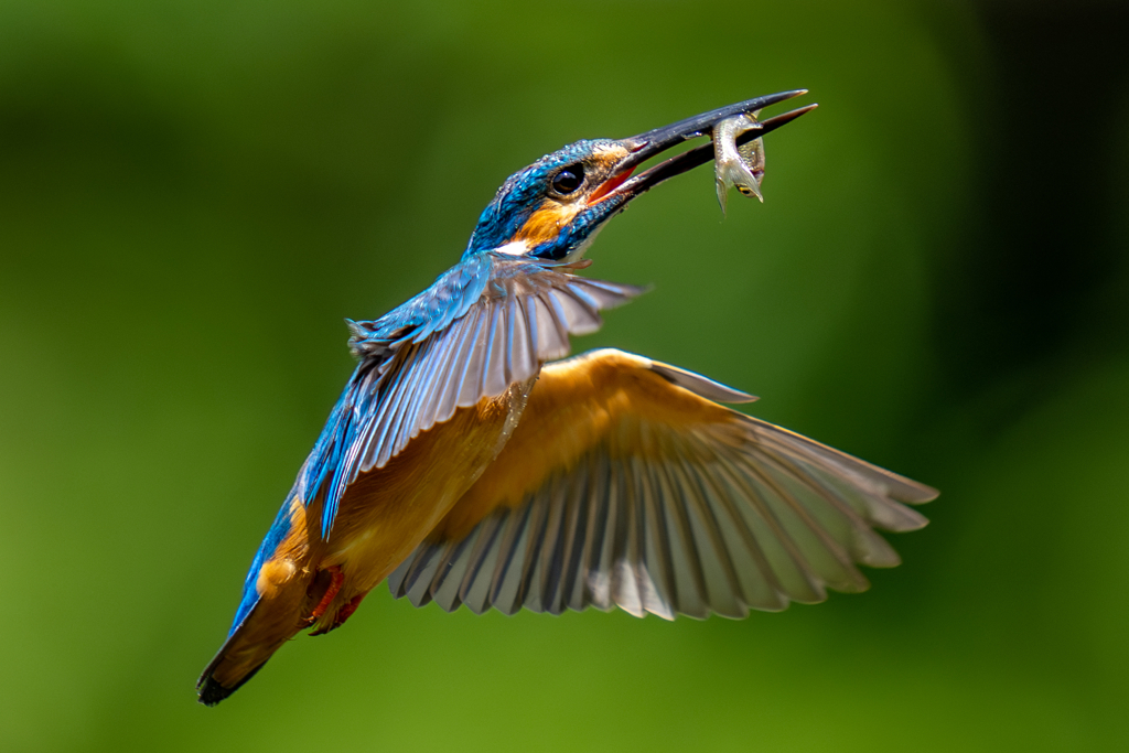 今日のカワセミ