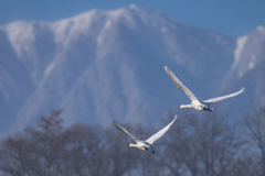 雪山コハクチョウ