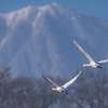 雪山コハクチョウ