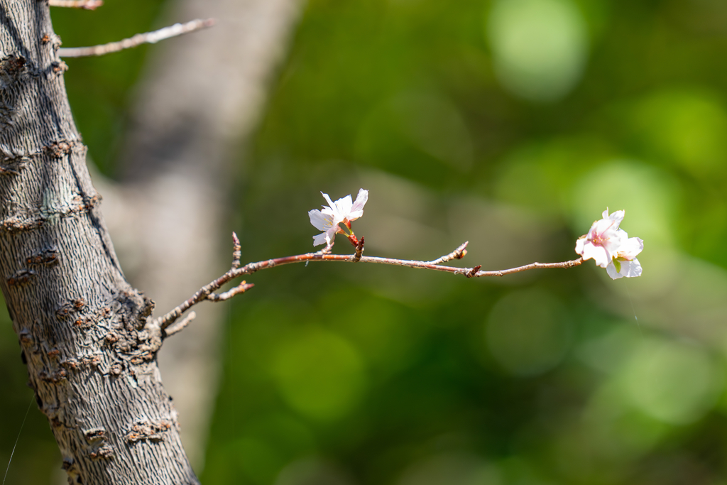 秋の桜