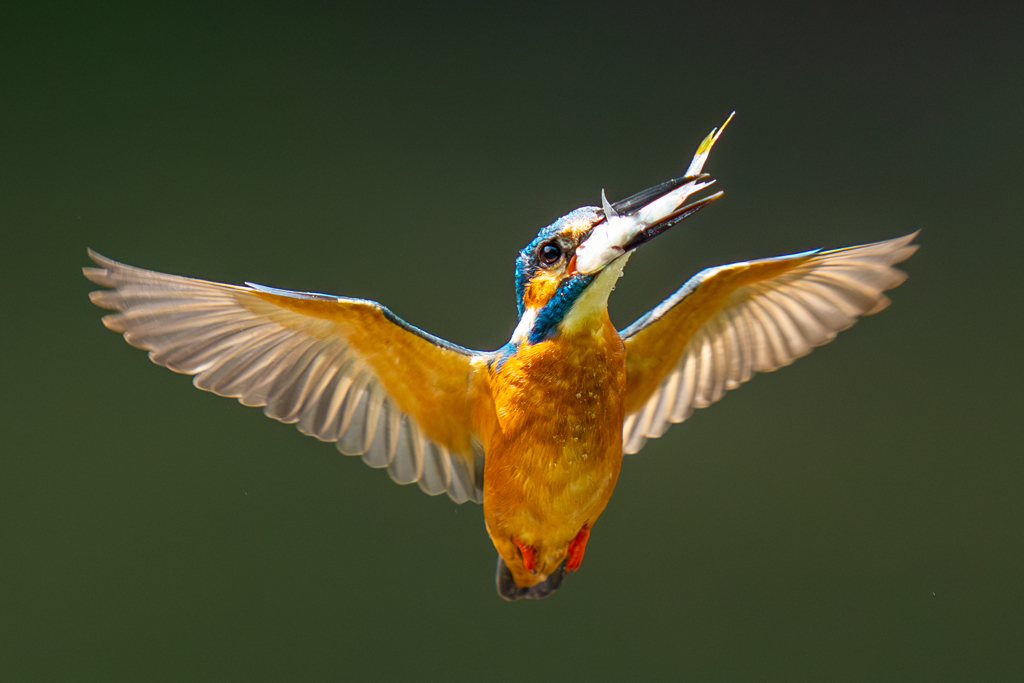 カワセミの生活