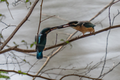 カワセミ給餌