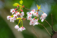 今日の桜