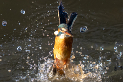 今日のカワセミ　上から