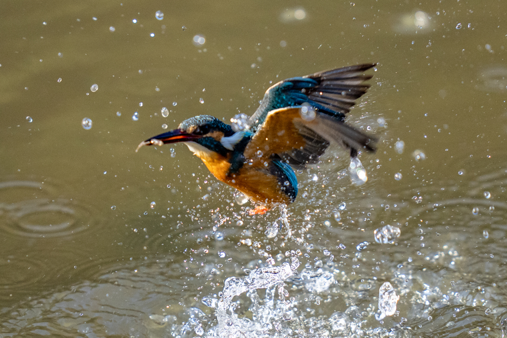 今日のカワセミ