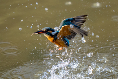 今日のカワセミ