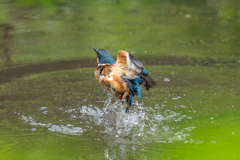 カワセミの生活