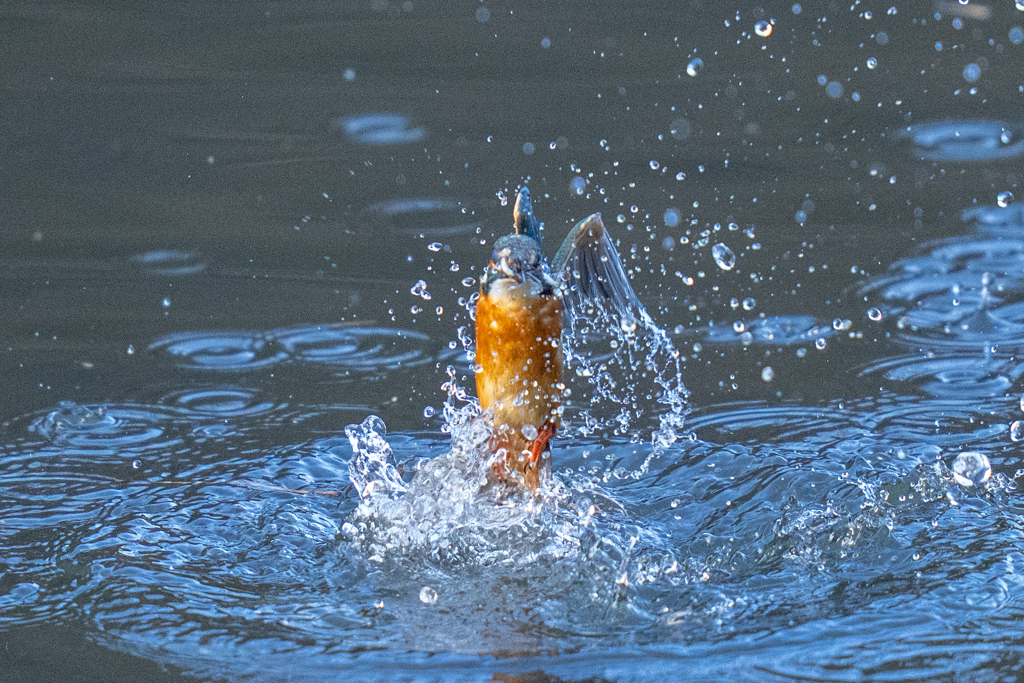 今日のカワセミ