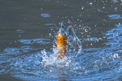 今日のカワセミ