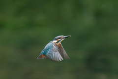 カワセミの生活
