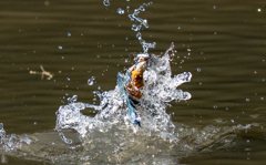 昨日のカワセミ